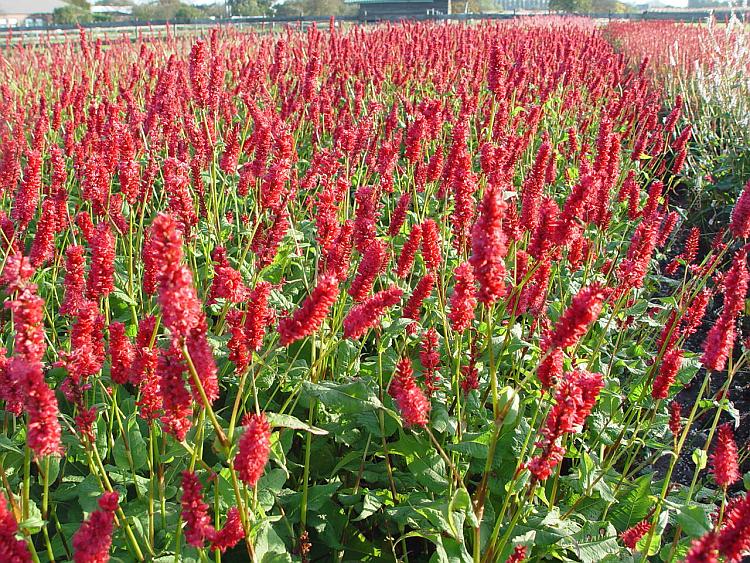 Persicaria am. 'JS Calor' PBR
