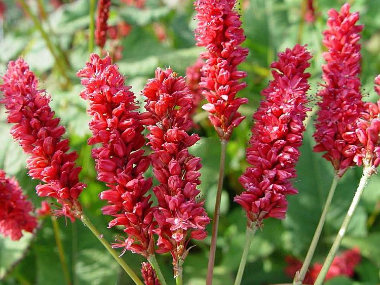 Persicaria am. 'JS Delgado Macho' PBR