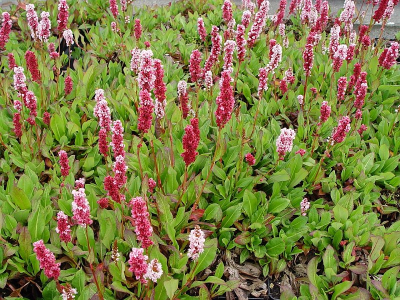 Persicaria a. 'Kabouter'