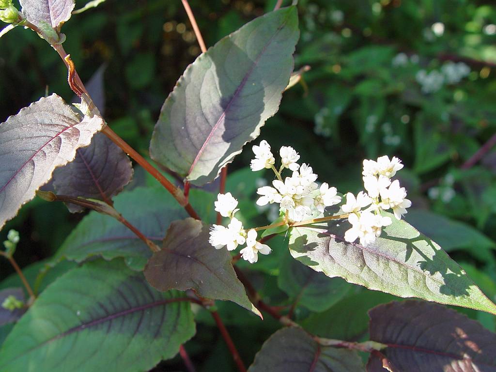 Persicaria microc. 'Red Dragon'